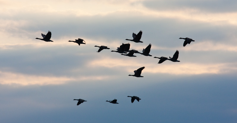 Canadian Geese In Flight